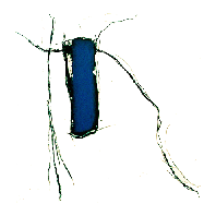 klik hier voor vergroting